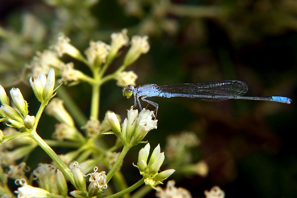 Photo of Dusky lilysquatter