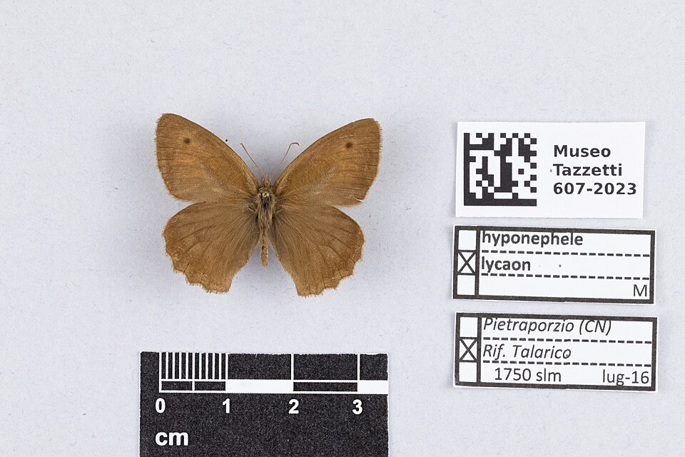 Photo of Dusky meadow brown