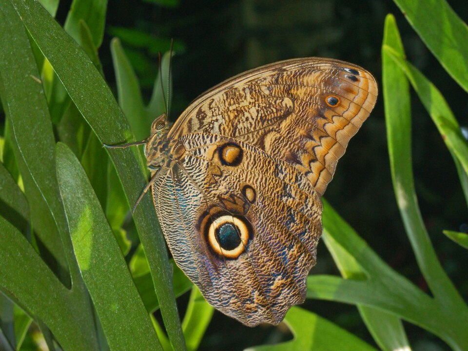 Photo of Dusky owl-butterfly