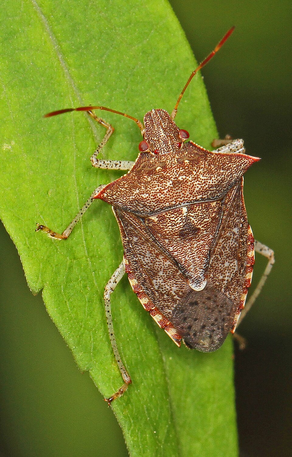 Photo of Dusky stink bug