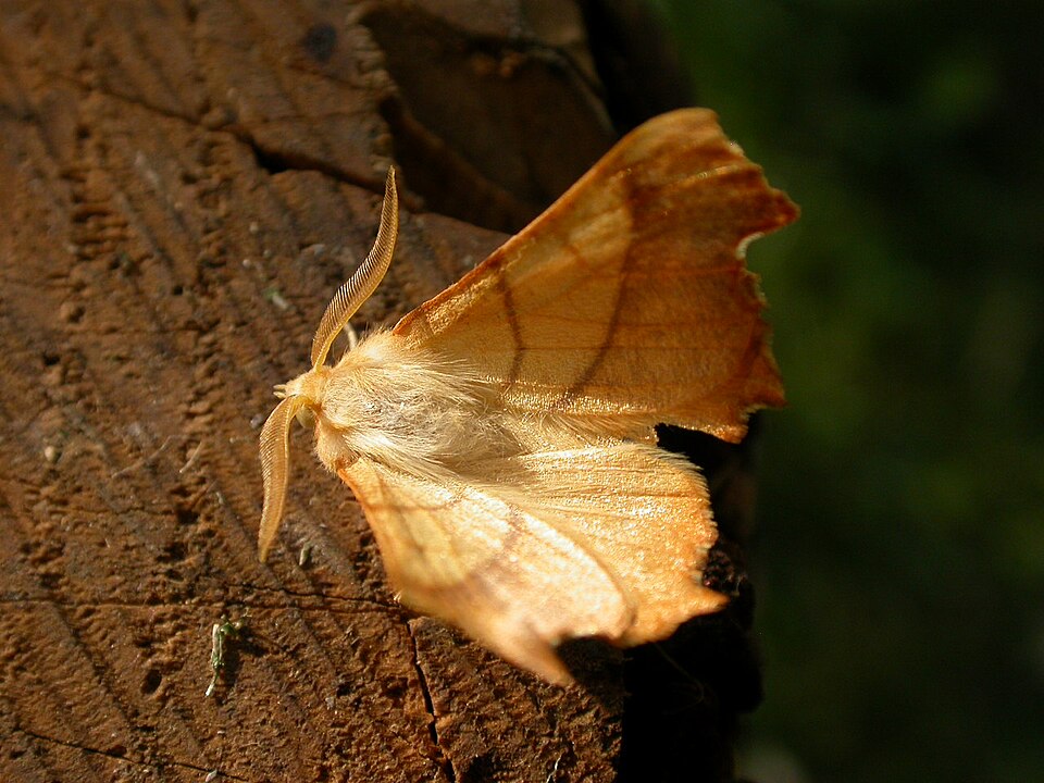 Photo of Dusky thorn