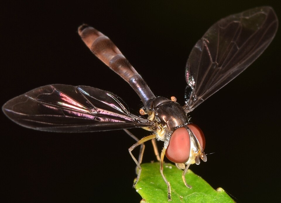 Photo of Dusky-winged hover fly