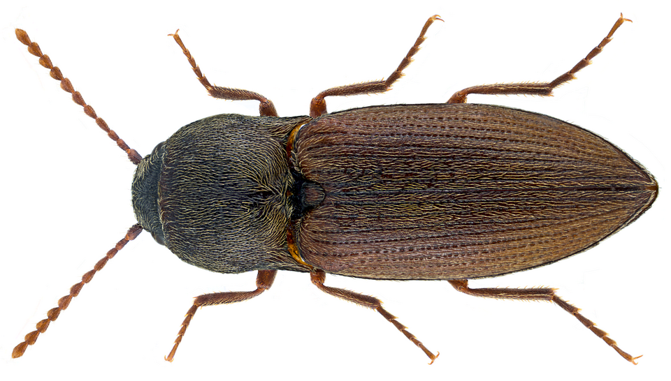 Photo of Dusky wireworm