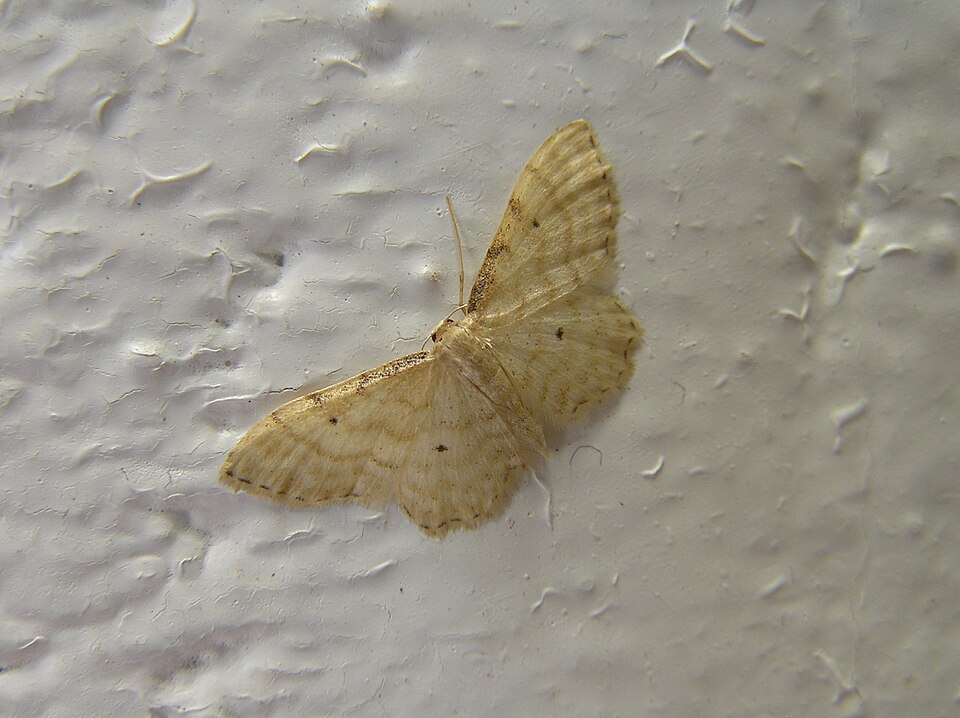 Photo of Dwarf cream wave