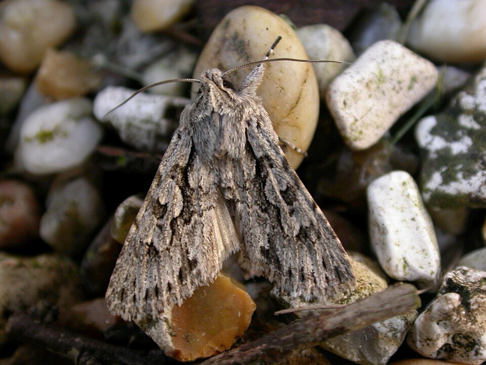 Photo of Early grey