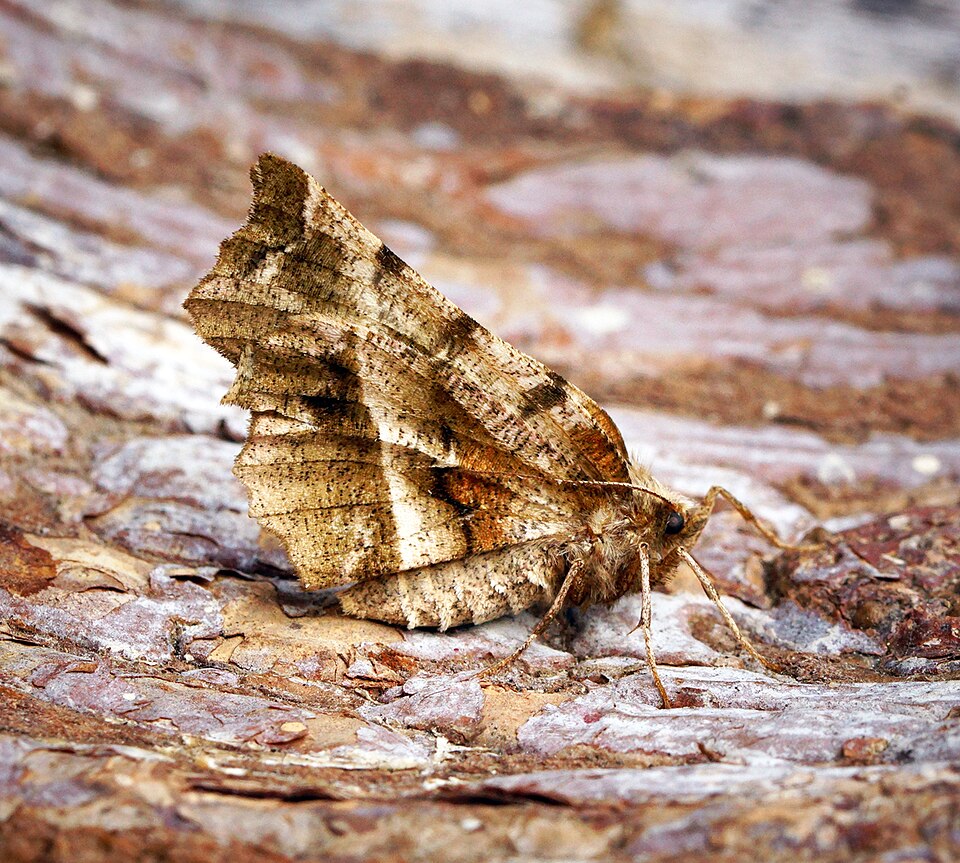 Photo of Early thorn