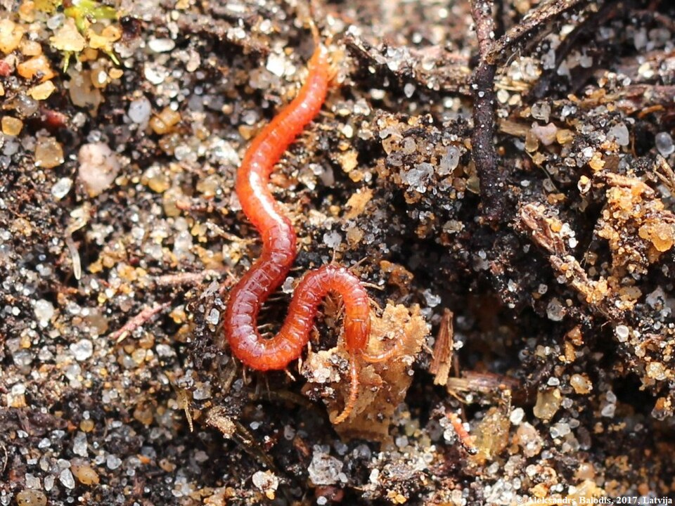 Photo of Earth centipede