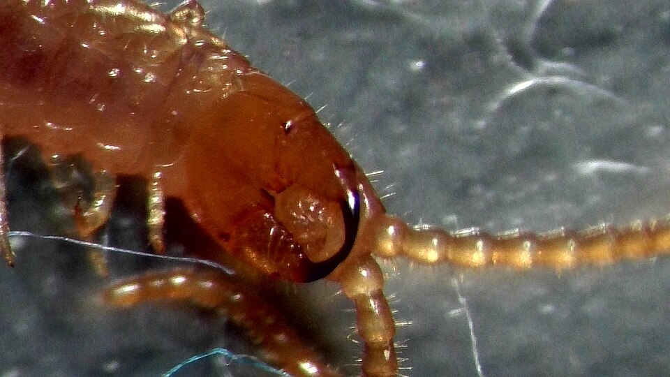 Photo of Eason's geophilus