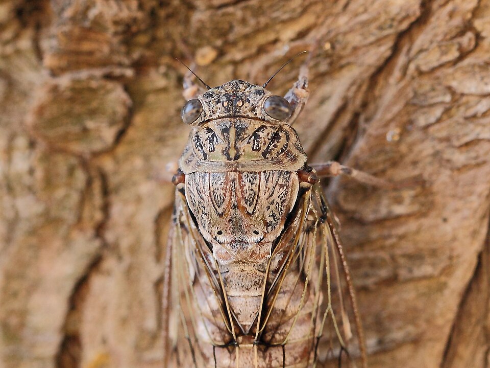 Photo of East Aegean cicada