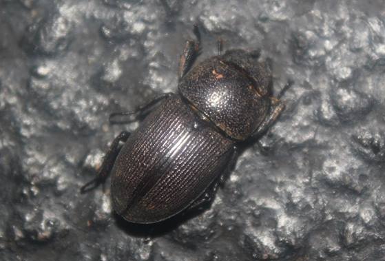 Photo of Eastern American stag beetle