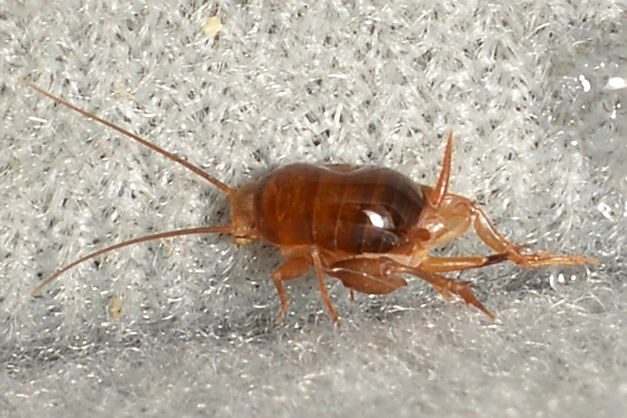 Photo of Eastern ant cricket