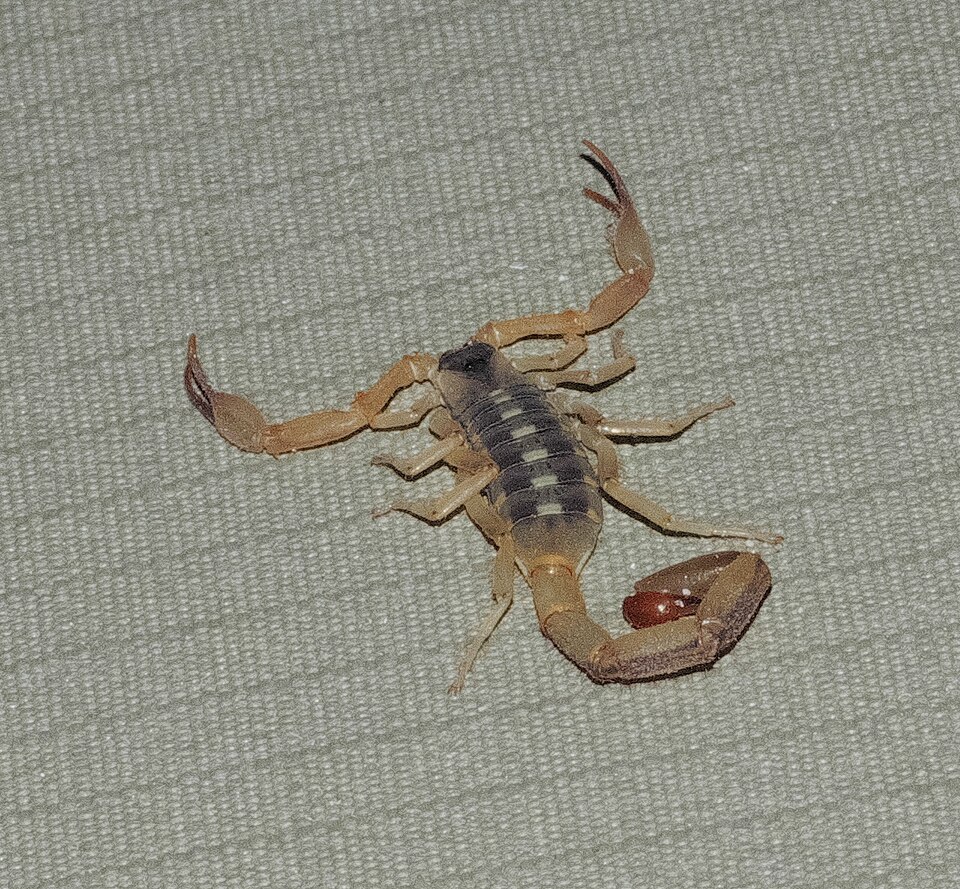 Photo of Eastern bark scorpion