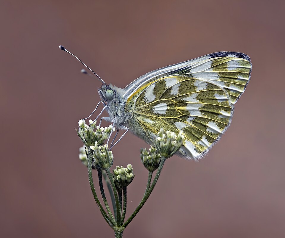 Photo of Eastern Bath white