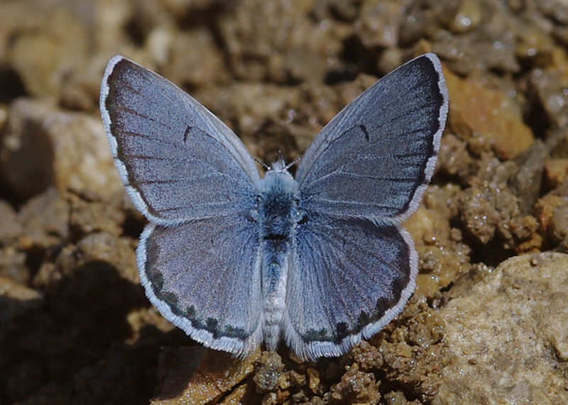 Photo of Eastern baton blue