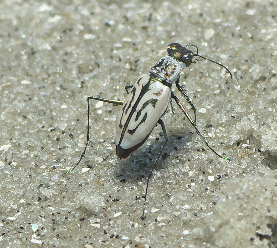 Photo of Eastern beach tiger beetle