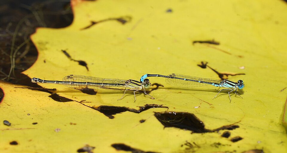 Photo of Eastern billabongfly