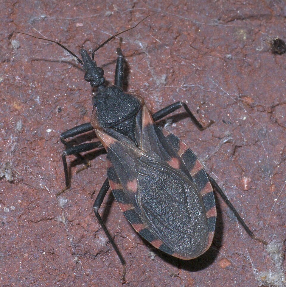 Photo of Eastern bloodsucking conenose