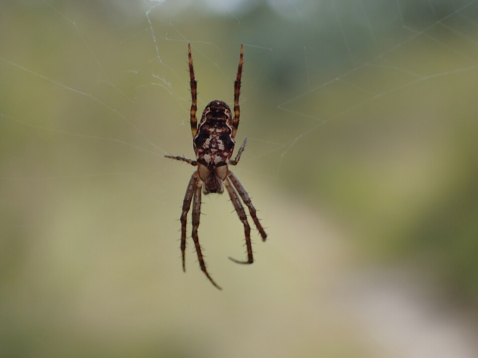 Photo of Eastern bush orbweaver