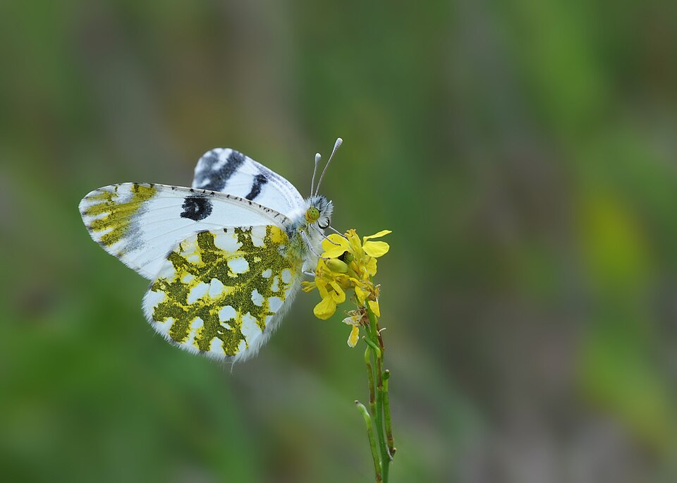 Photo of Eastern dappled white