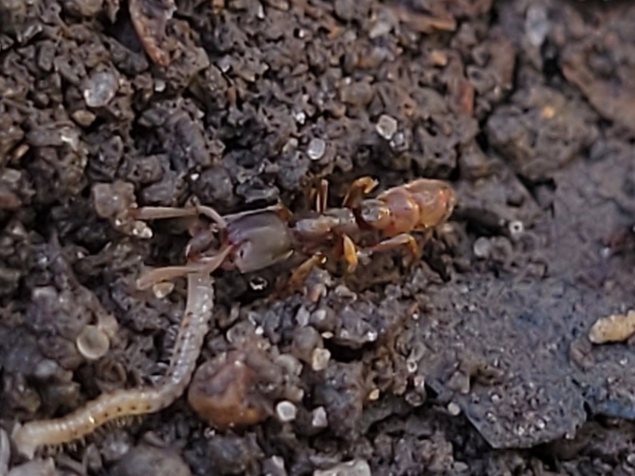 Photo of Eastern Dracula ant