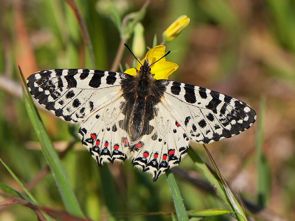 Photo of Eastern festoon