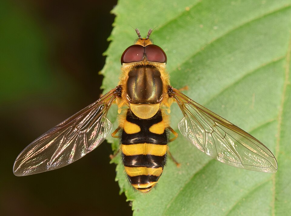 Photo of Eastern flower fly
