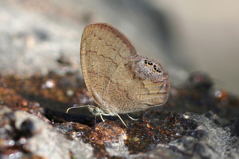 Photo of Eastern gemmed-satyr