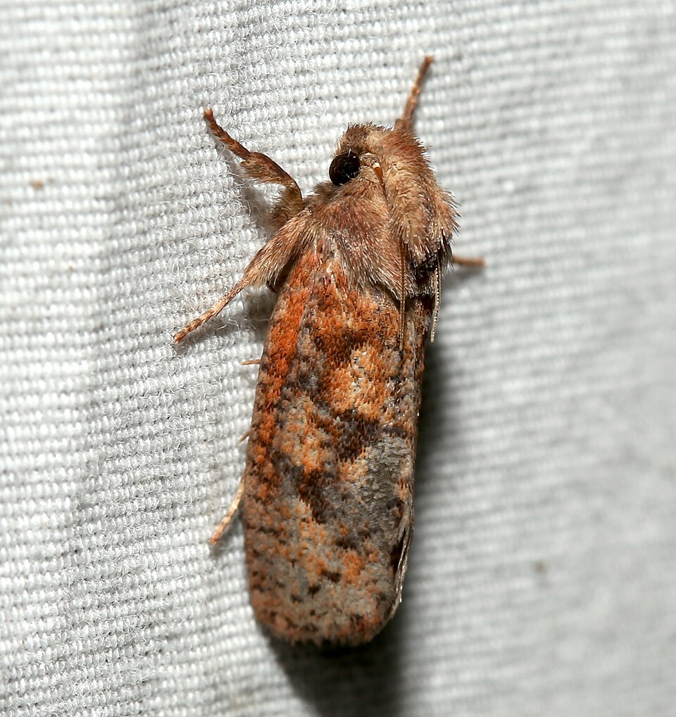 Photo of Eastern grass tubeworm moth