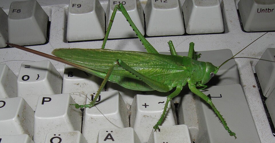 Photo of Eastern green bush-cricket