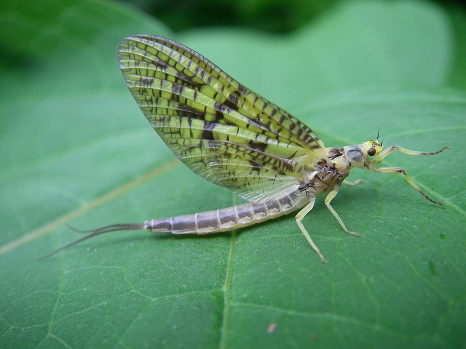 Photo of Eastern green drake