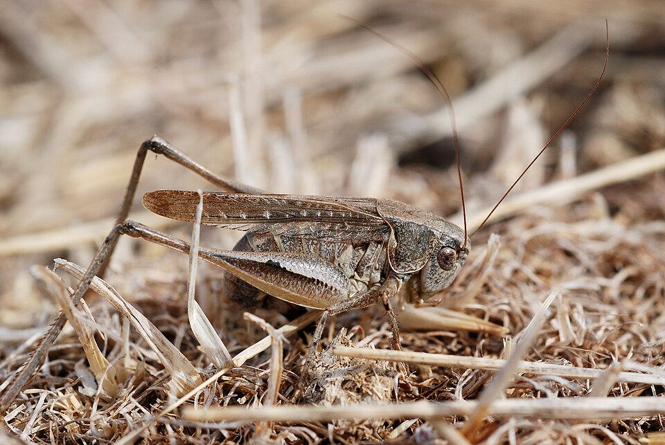 Photo of Eastern grey bush-cricket