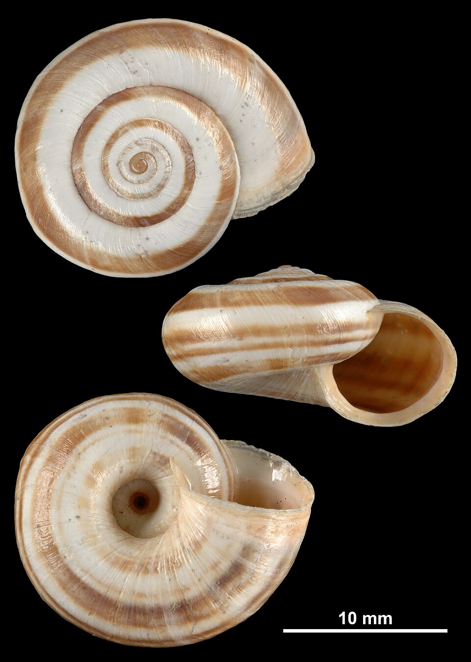 Photo of Eastern heath snail