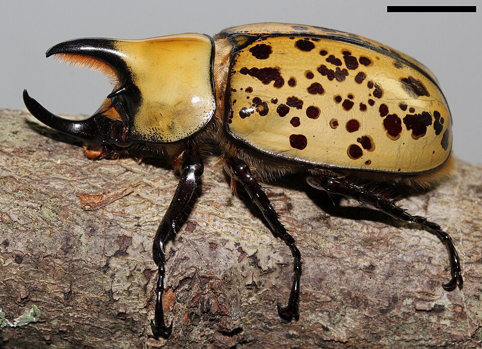 Photo of Eastern Hercules beetle