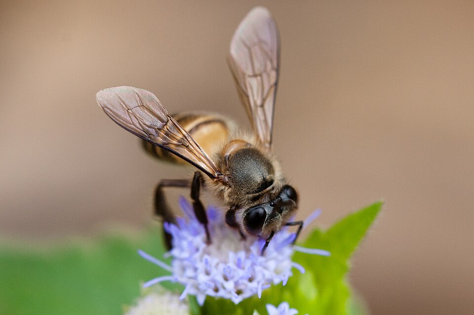 Photo of Eastern honey bee