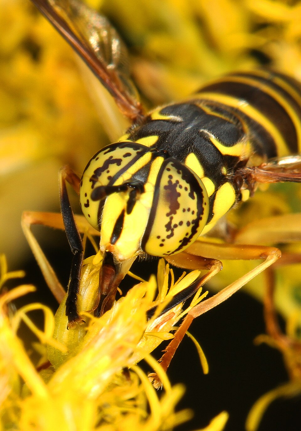 Photo of Eastern hornet fly