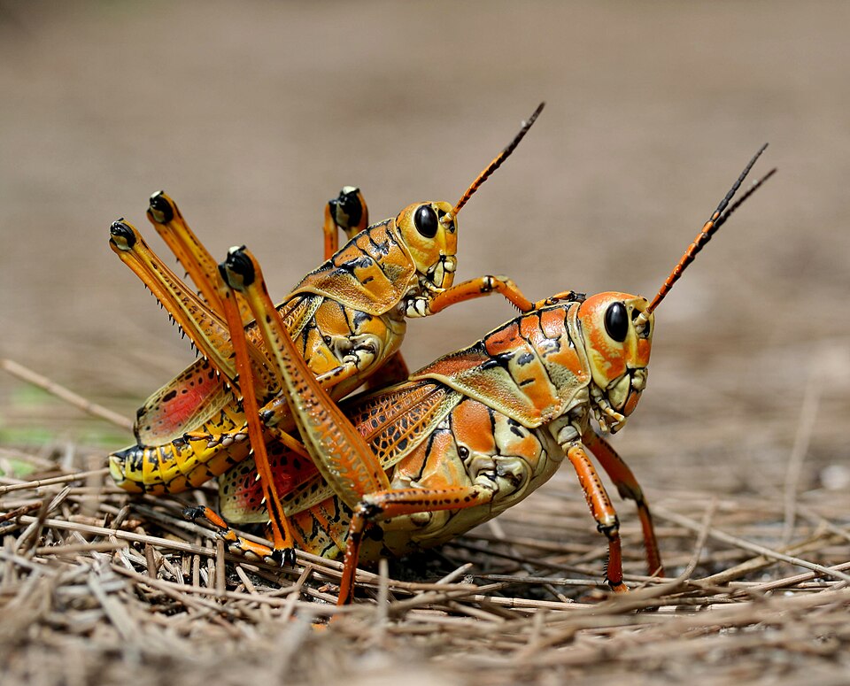 Photo of Eastern lubber grasshopper