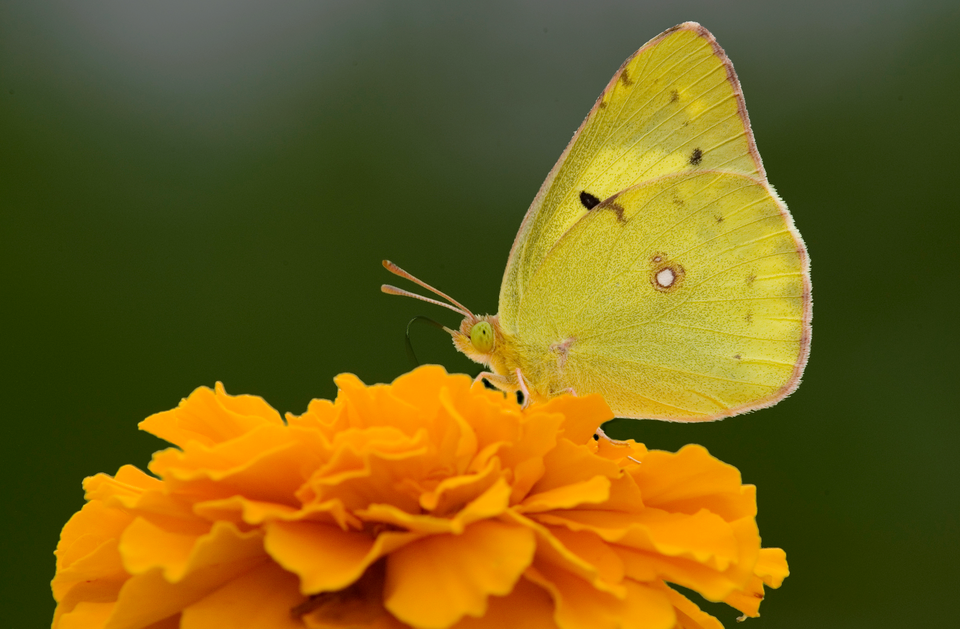 Photo of Eastern pale clouded yellow
