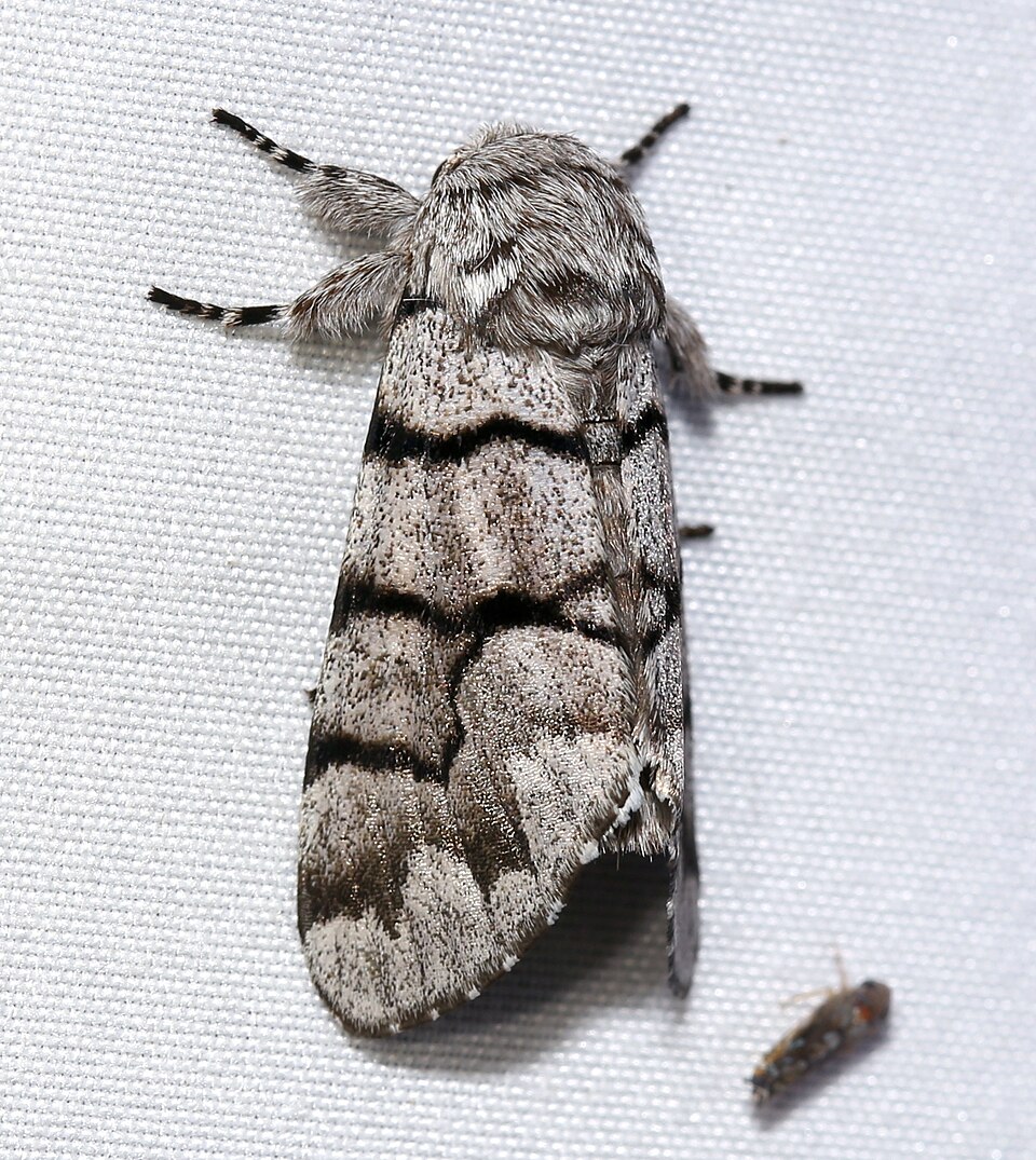 Photo of Eastern panthea moth