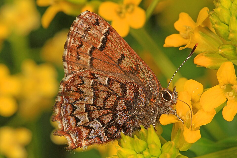 Photo of Eastern pine elfin