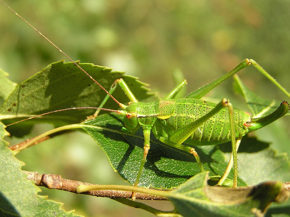 Photo of Eastern saw-tailed bush-cricket
