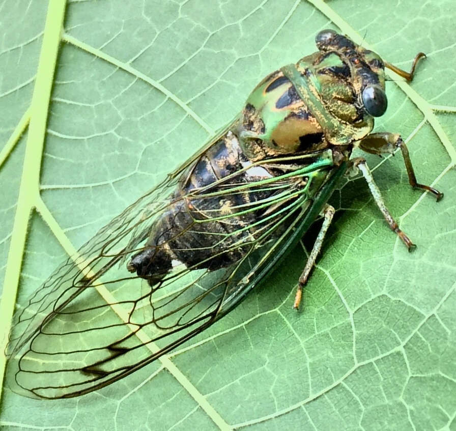 Photo of Eastern scissors grinder cicada