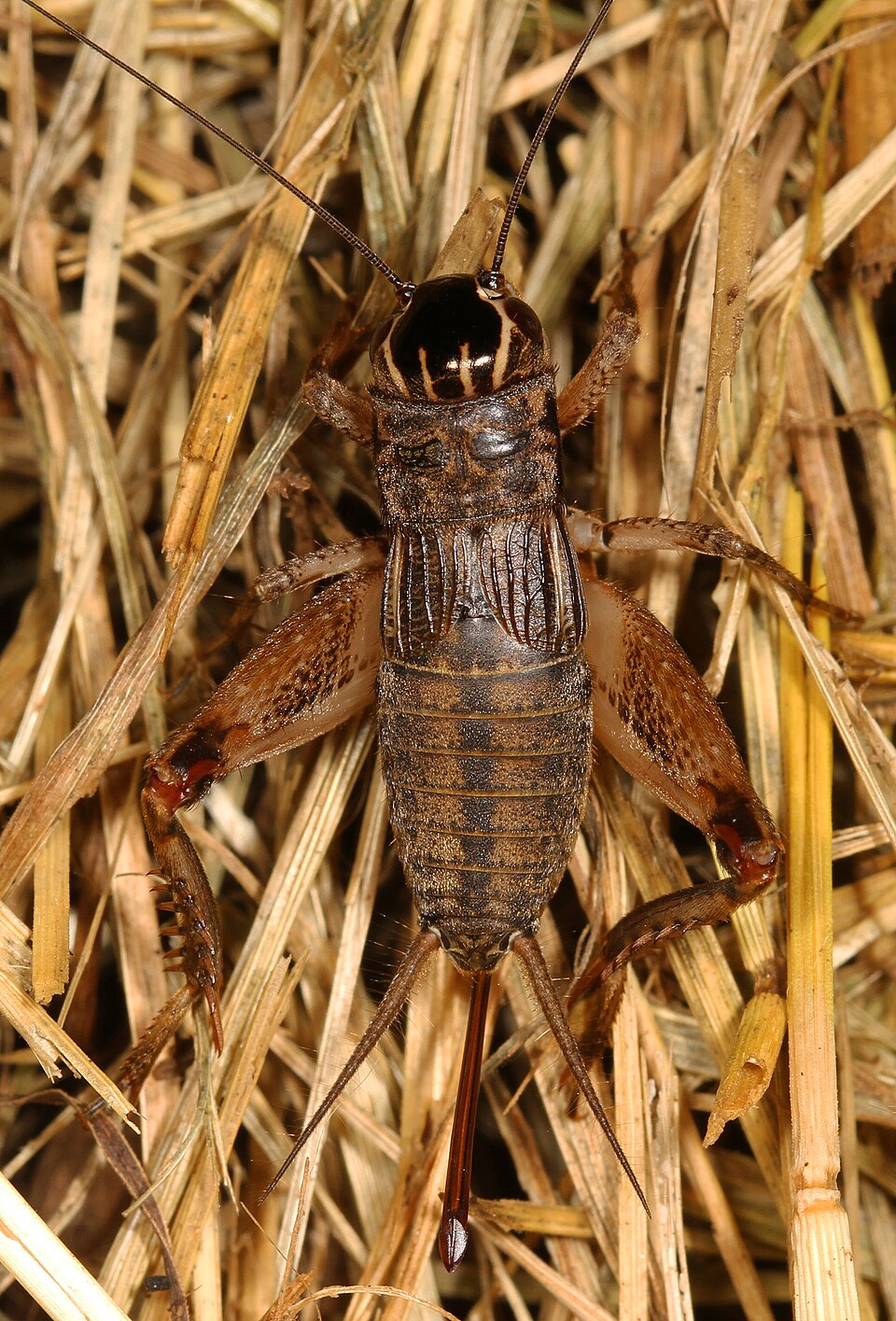 Photo of Eastern striped cricket