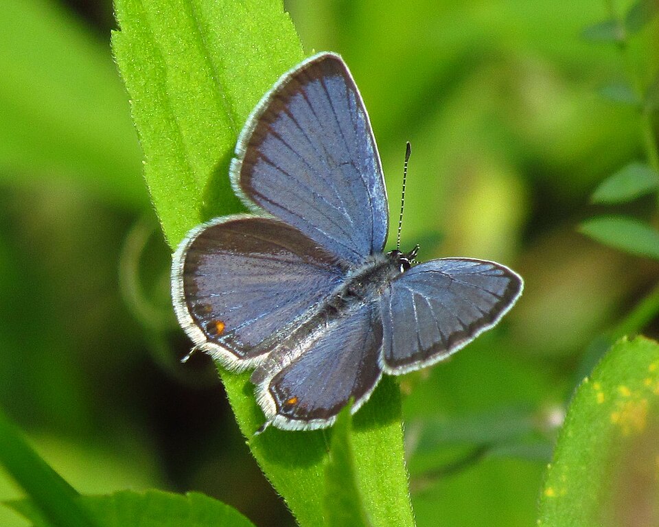 Photo of Eastern tailed-blue