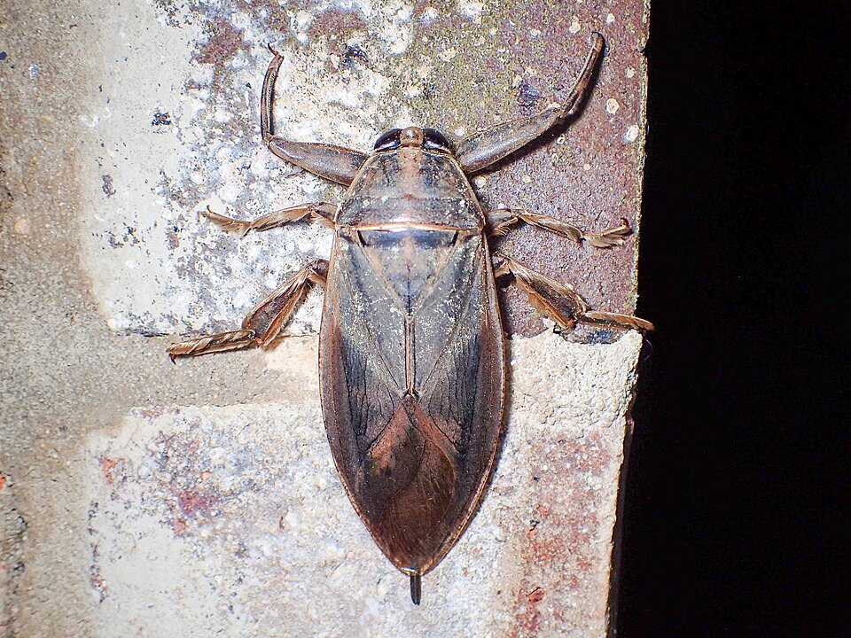 Photo of Eastern toe-biter