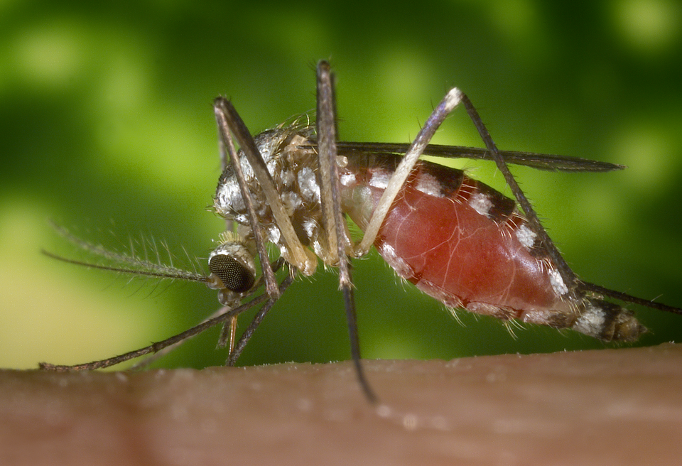 Photo of Eastern treehole mosquito