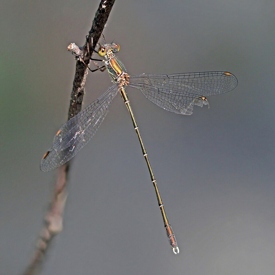 Photo of Eastern willow spreadwing