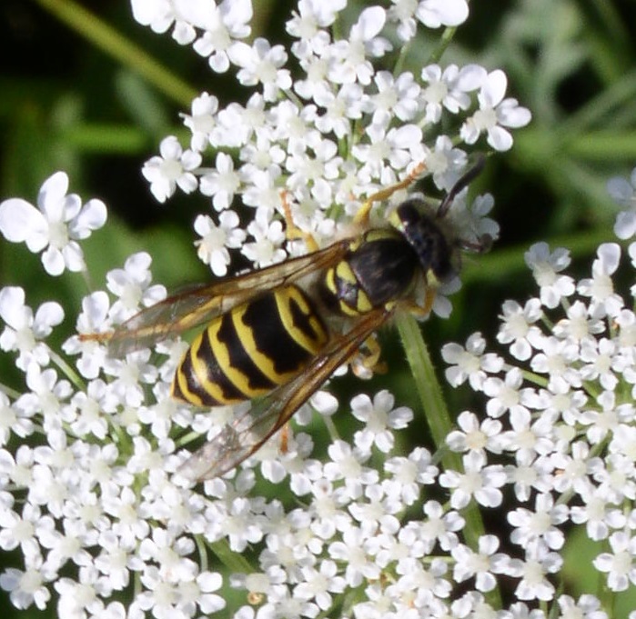 Photo of Eastern yellowjacket