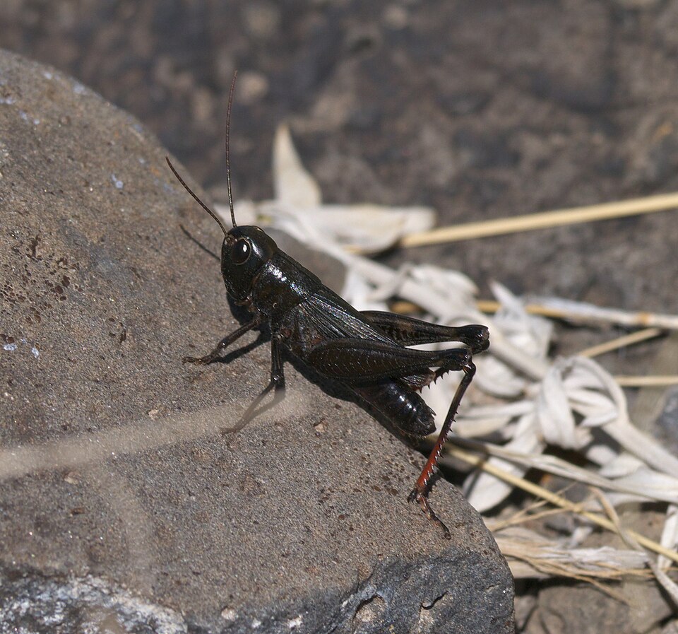 Photo of Ebony grasshopper