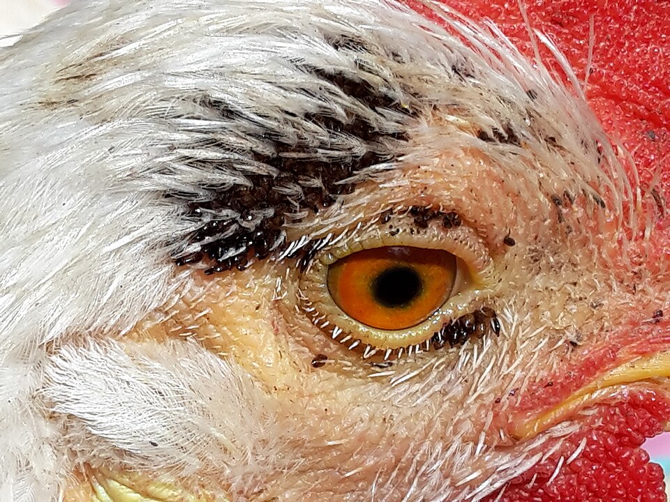 Photo of Hen flea