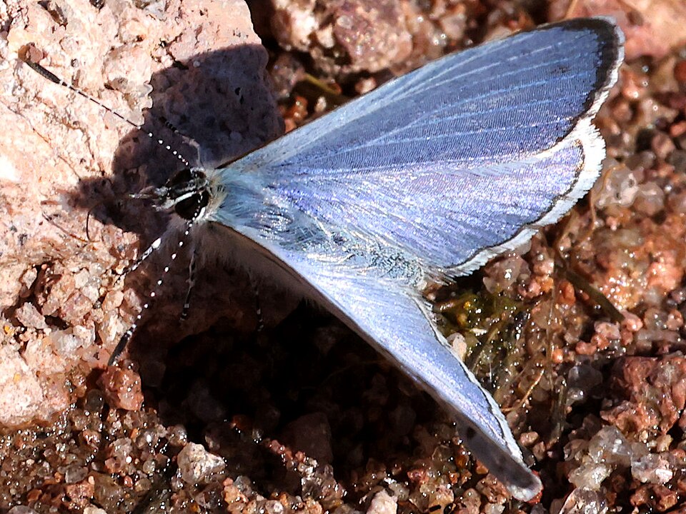 Photo of Echo azure